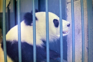 成都動物園　パンダ